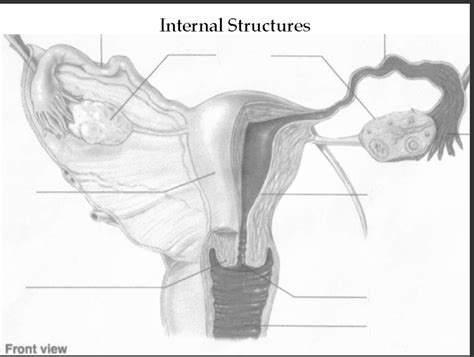 sister show boobs to brother|Female Sexual Anatomy .